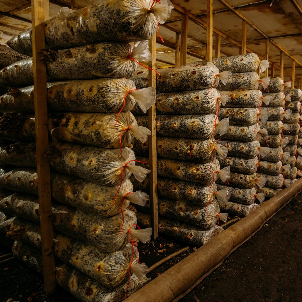 Mushroom Growing in a Modern Farm in Uganda